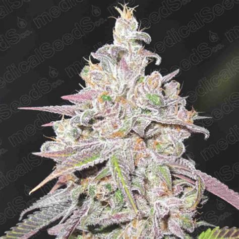 mendocino chanel kush medical seeds|Medical Seeds Co. (Mendocino Chanel Kush) .